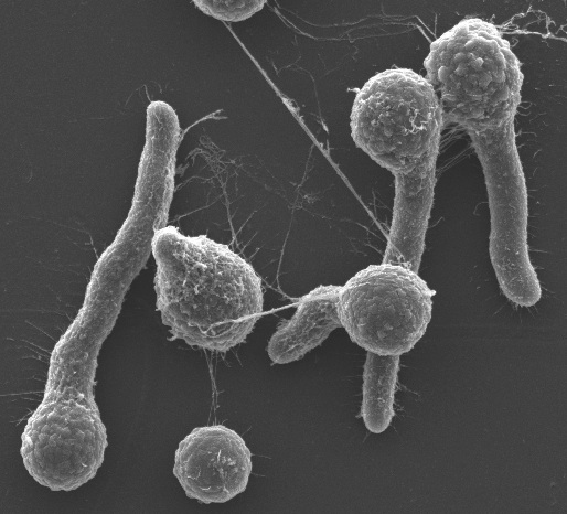Aspergillus.jpg