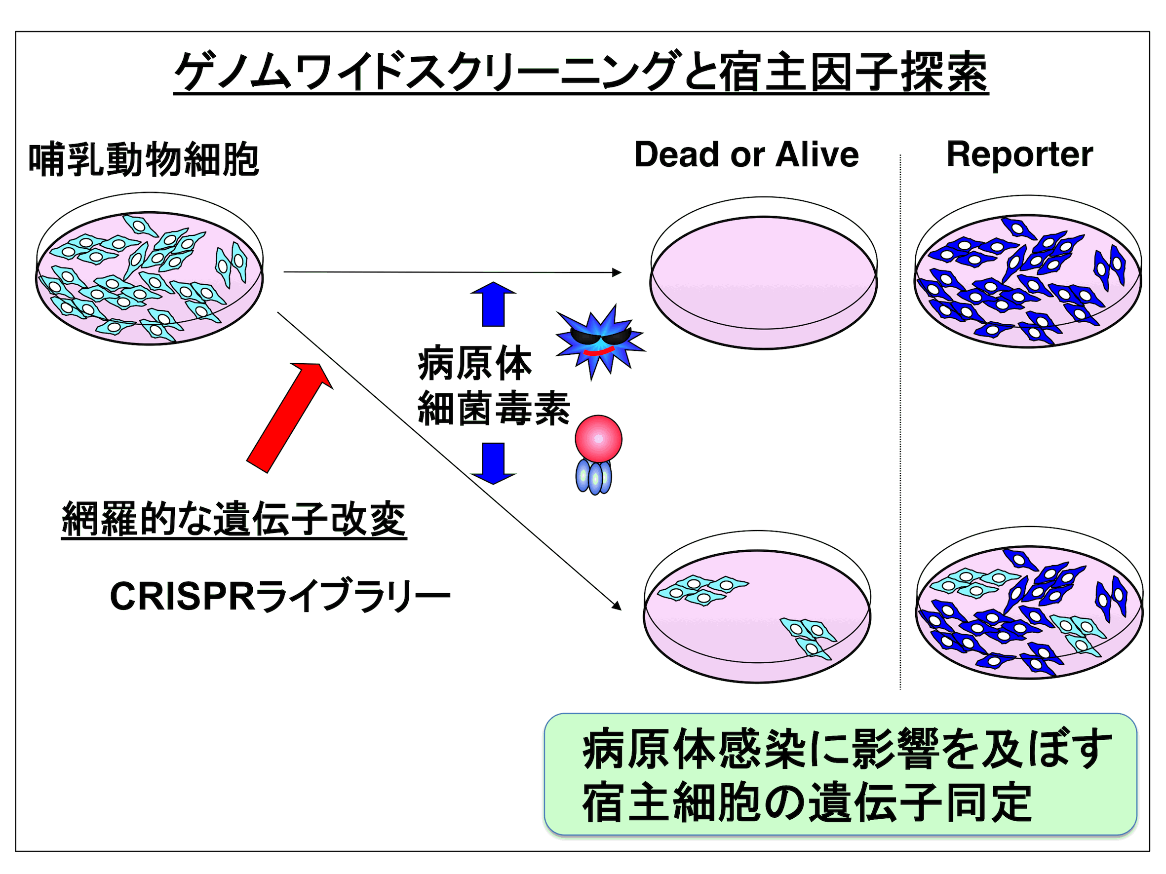 Fig1.gif
