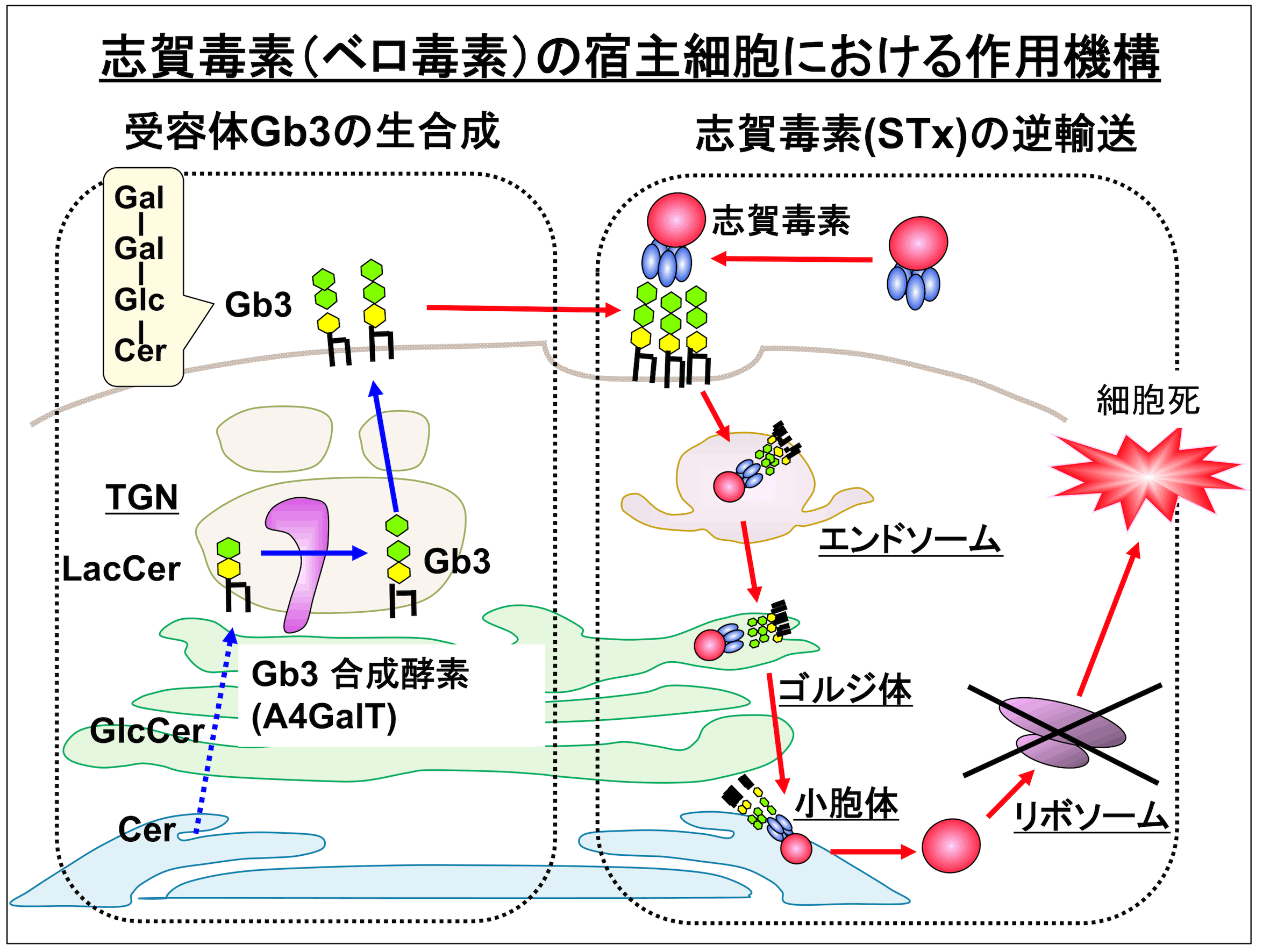 Fig2.gif