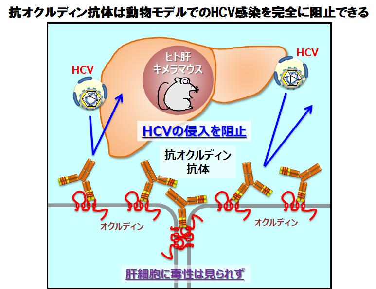 JVI-2018-Fig2_final.png