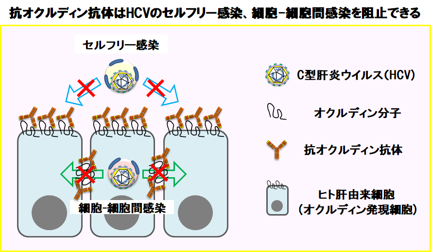 JVI-2018-fig1.png