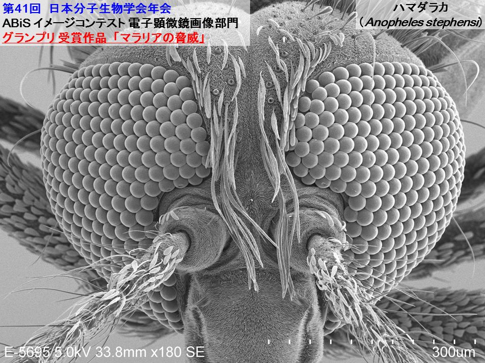 anopheles_l.jpg