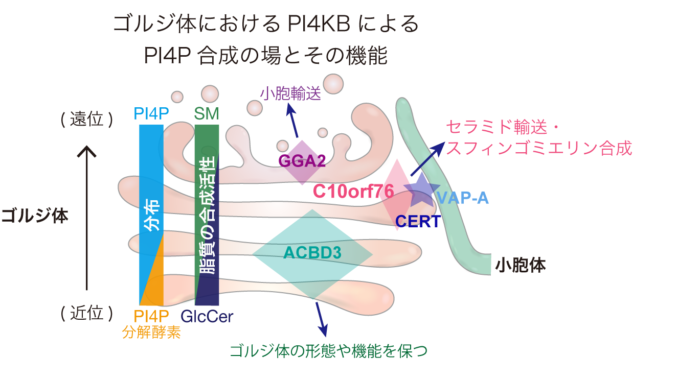 biochem-2023-1.png