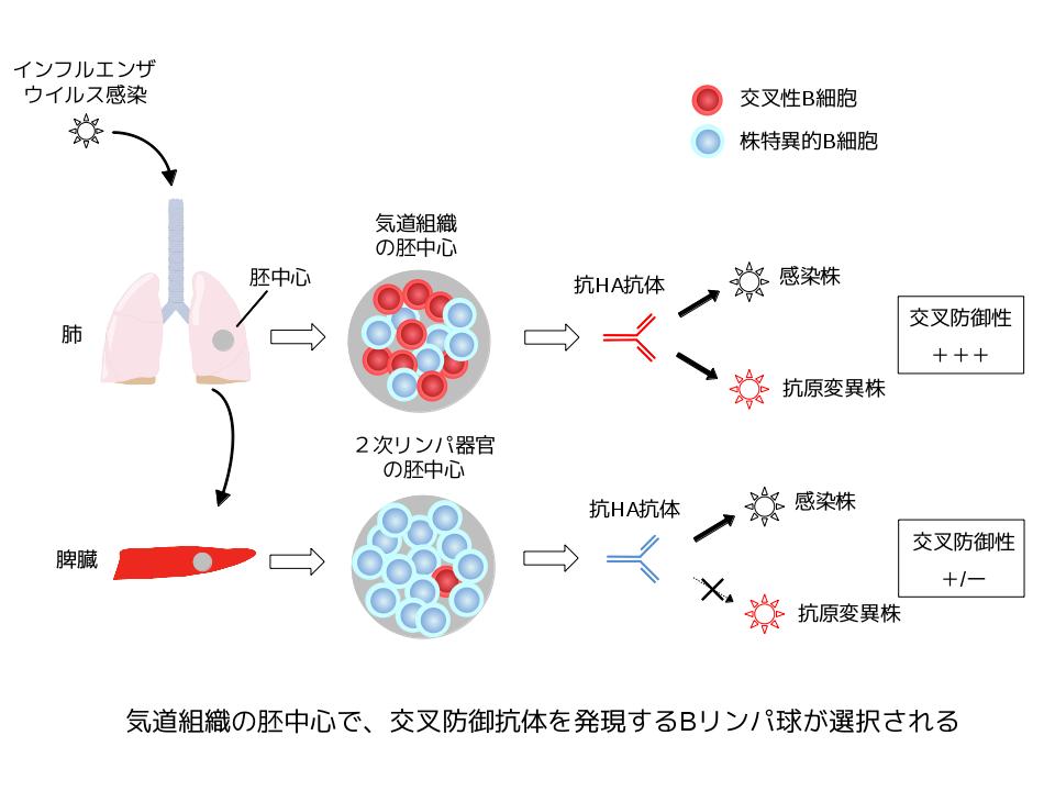 immunology-2015-1.jpg