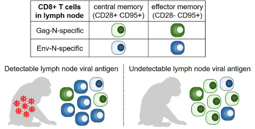 immunology-2016-3n.jpg