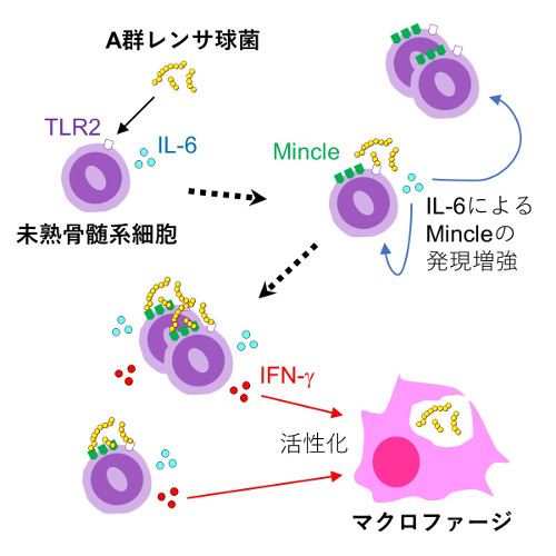 immunology-2019-1.jpg