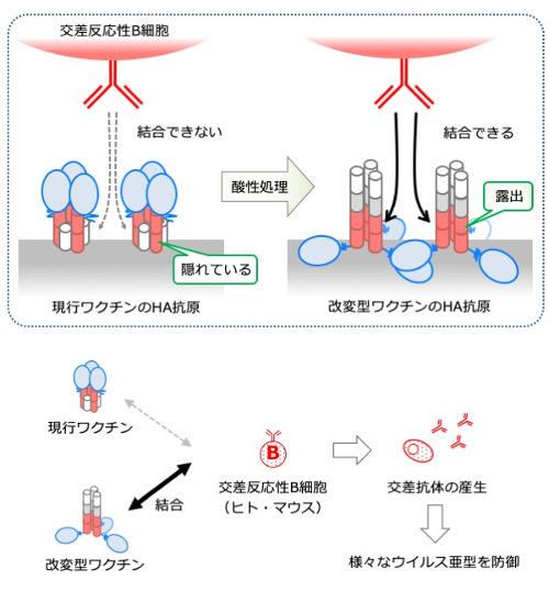 immunology-2019-2.jpg