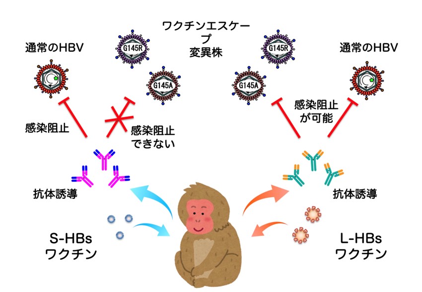 vaccine-2022-05.jpg