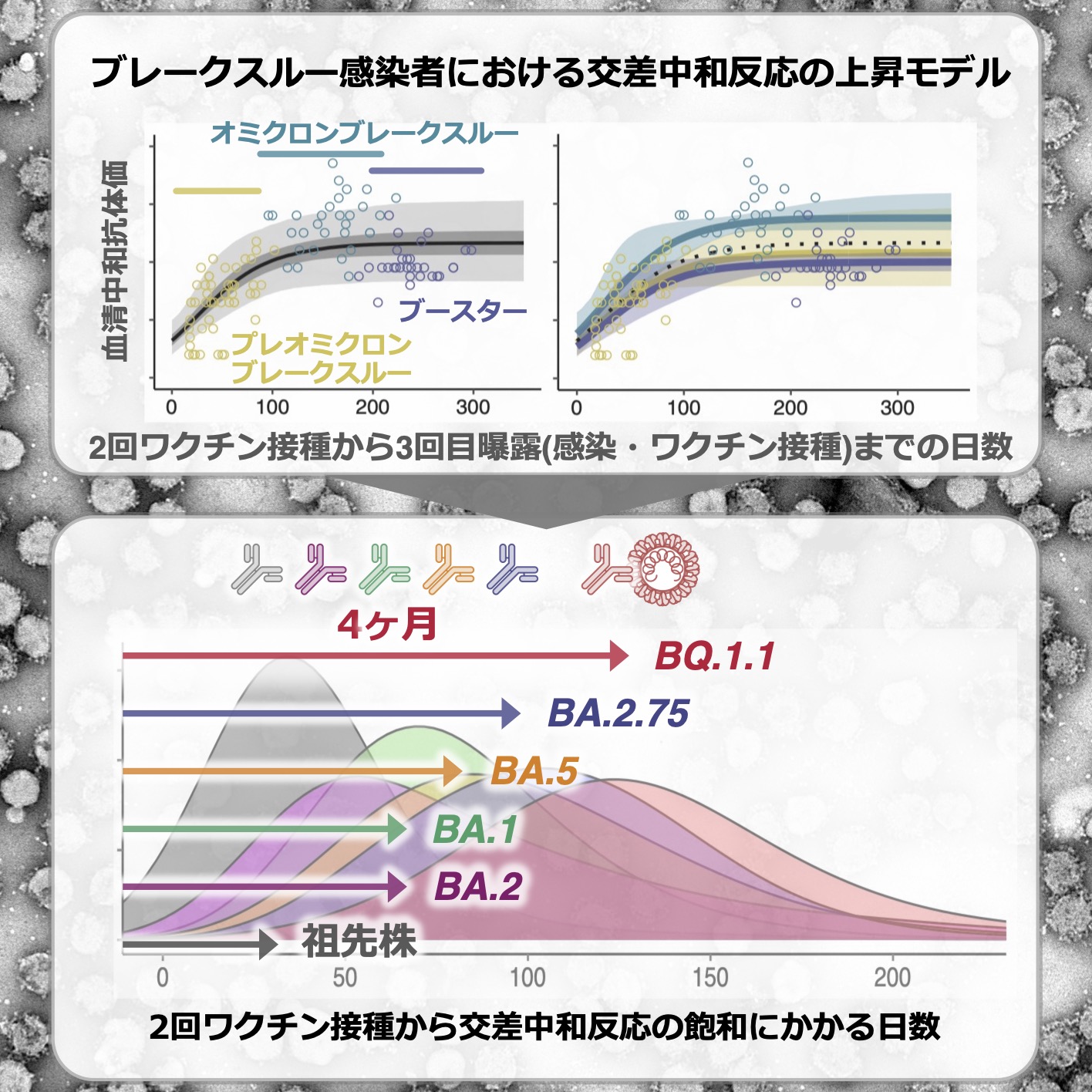 vaccine-2023-03.jpg