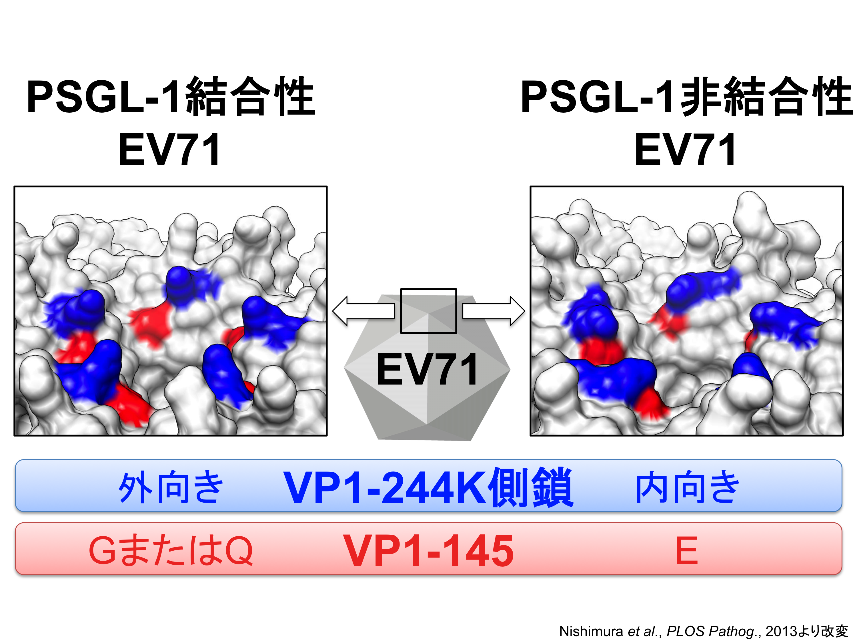 vir-2013-003.png