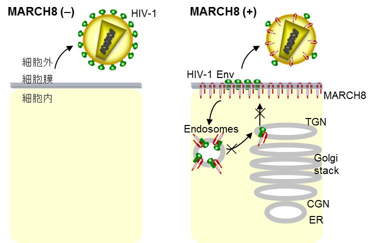 virology-2015-4.jpg