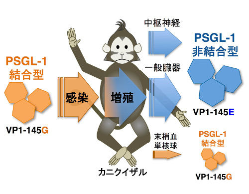 virology-2015-5.jpg