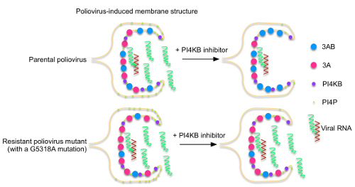 virology-2016-1.jpg
