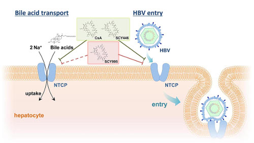 virology-2017-3.jpg