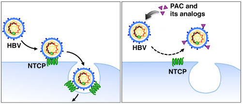 virology-2017-4.jpg