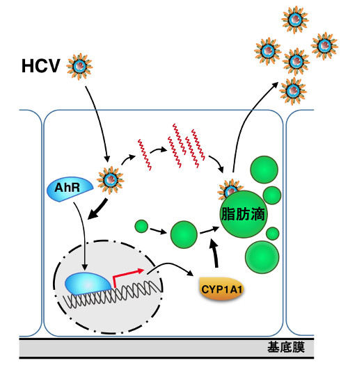 virology-2018-4.jpg