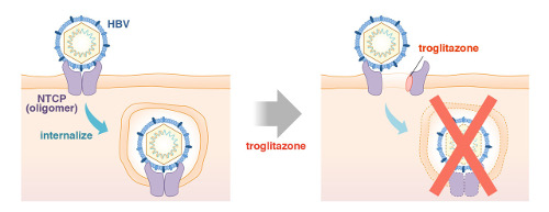 virology-2018-5.jpg