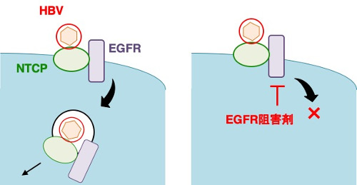 virology-2019-1.jpg