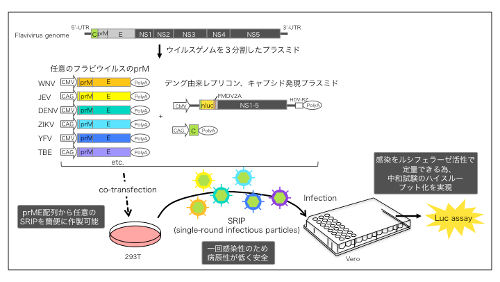 virology-2019-1.png