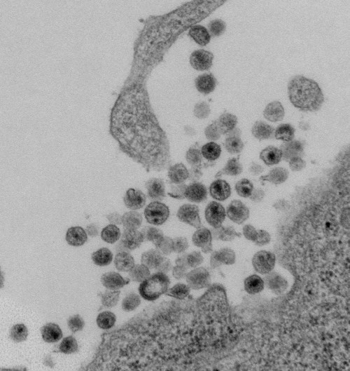 virology-2019-4.jpg