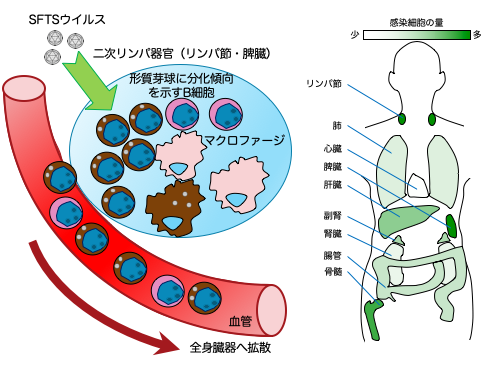 virology-2020-1.png