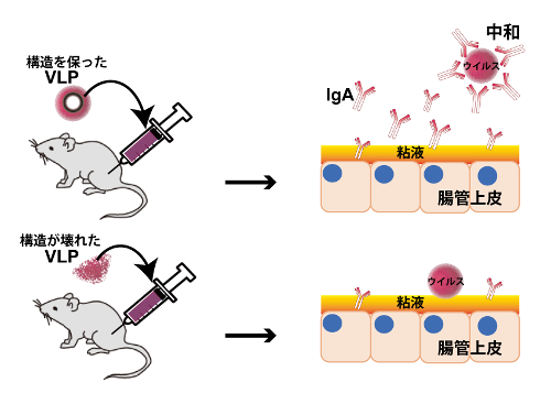 immunology 2019 2